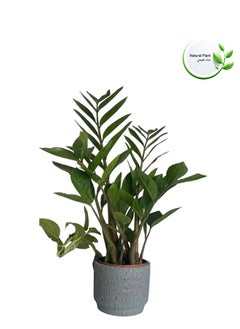 Indoor Natural Plants And Trees - pzsku/Z8FA84A26A89FE87347D7Z/45/_/1729606972/e37622b0-b543-44f4-998c-4d4c82d2c2cc