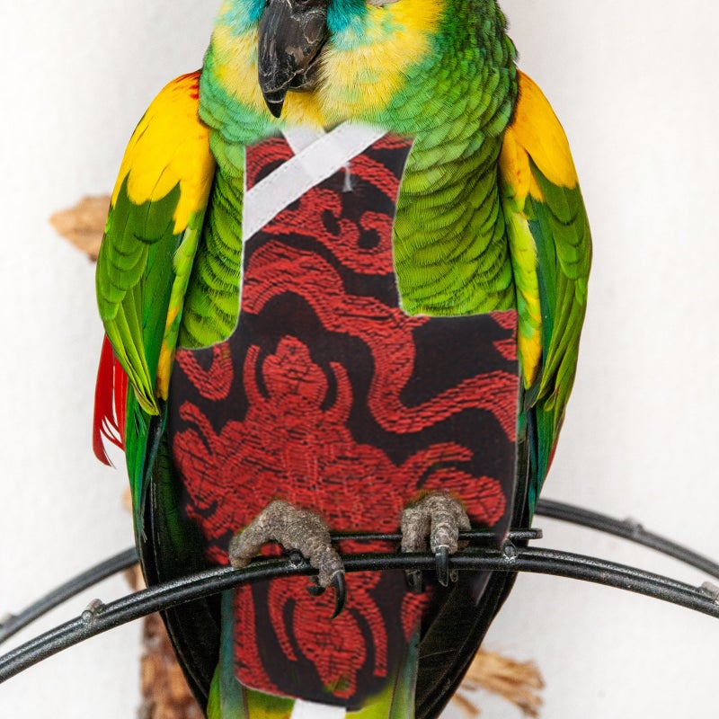 Diaper Elastic Bird Clothes Parrot Bird Flight Suit Pet Birds Decor - Image 4