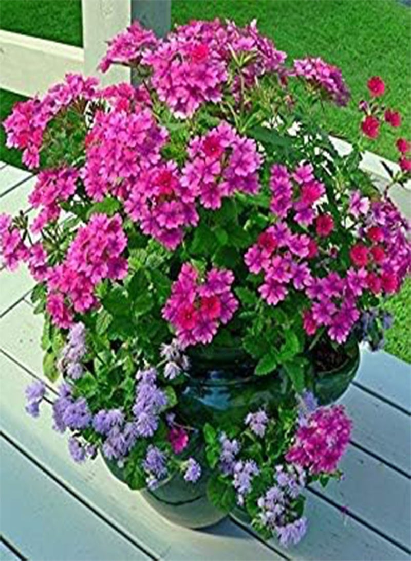 GGOOT Flower Seeds: Verbena Mix Perennial Herbaceous Flowering Plants Hanging Flower Seeds Best Germination Garden [Home Garden Seeds Eco Pack] P