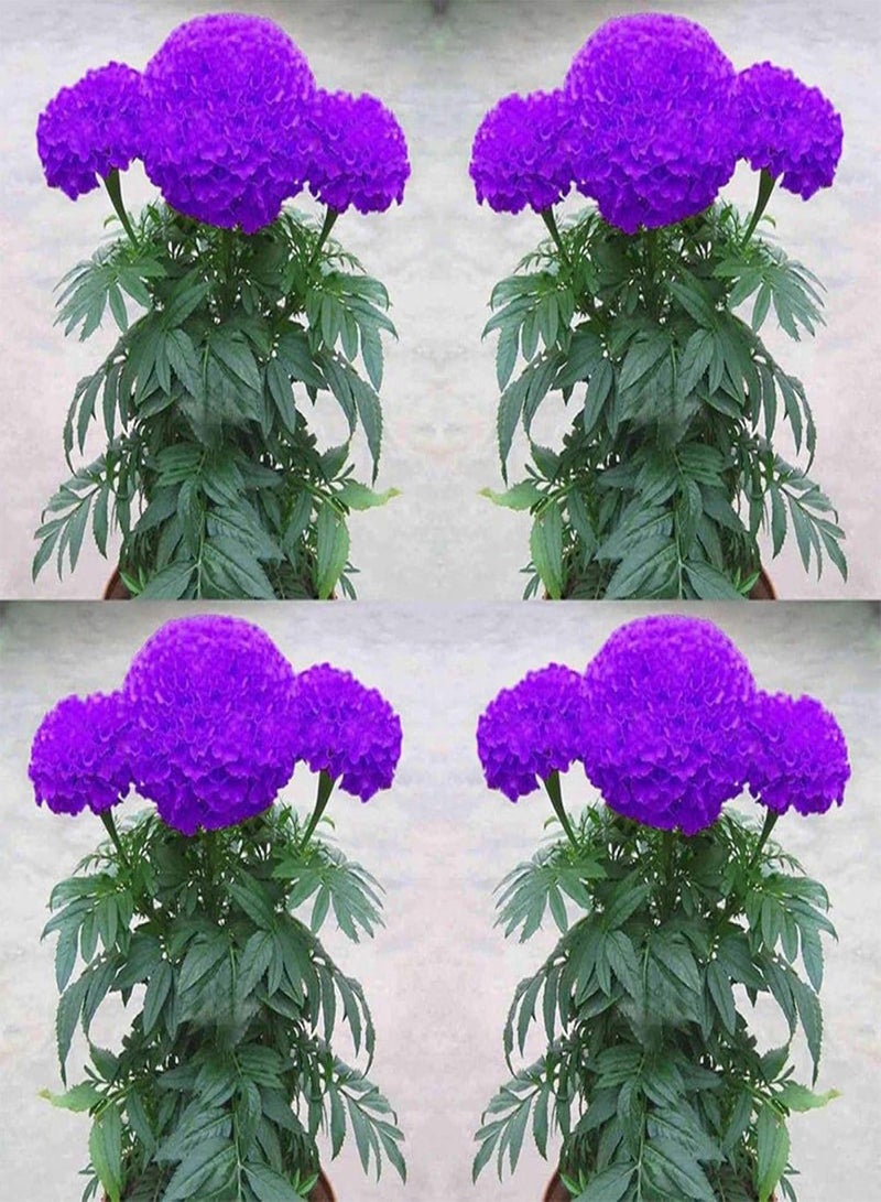 جي جوت نباتات زهور الحديقة الخضراء - 100 قطعة من بذور القطيفة الأرجوانية المزروعة في أصيص لتزيين حديقة المنزل - Image 2