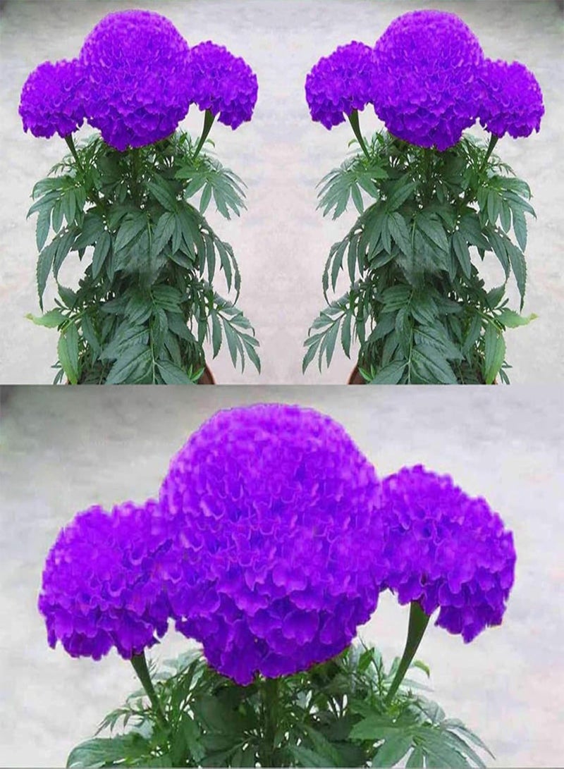 جي جوت نباتات زهور الحديقة الخضراء - 100 قطعة من بذور القطيفة الأرجوانية المزروعة في أصيص لتزيين حديقة المنزل - Image 3