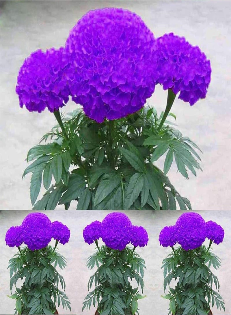 جي جوت نباتات زهور الحديقة الخضراء - 100 قطعة من بذور القطيفة الأرجوانية المزروعة في أصيص لتزيين حديقة المنزل - Image 4