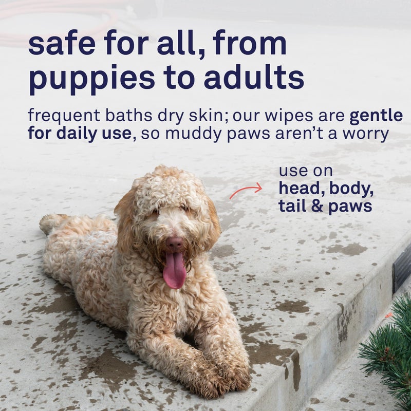 Petpost Large Grooming Wipes for Dogs | 70 Count Deodorizing Dog Cleaning Wipes with Coconut Extract & Aloe | Gentle Pet Wipes with Cherry Blossom Scent for Full-Body Grooming - Image 5