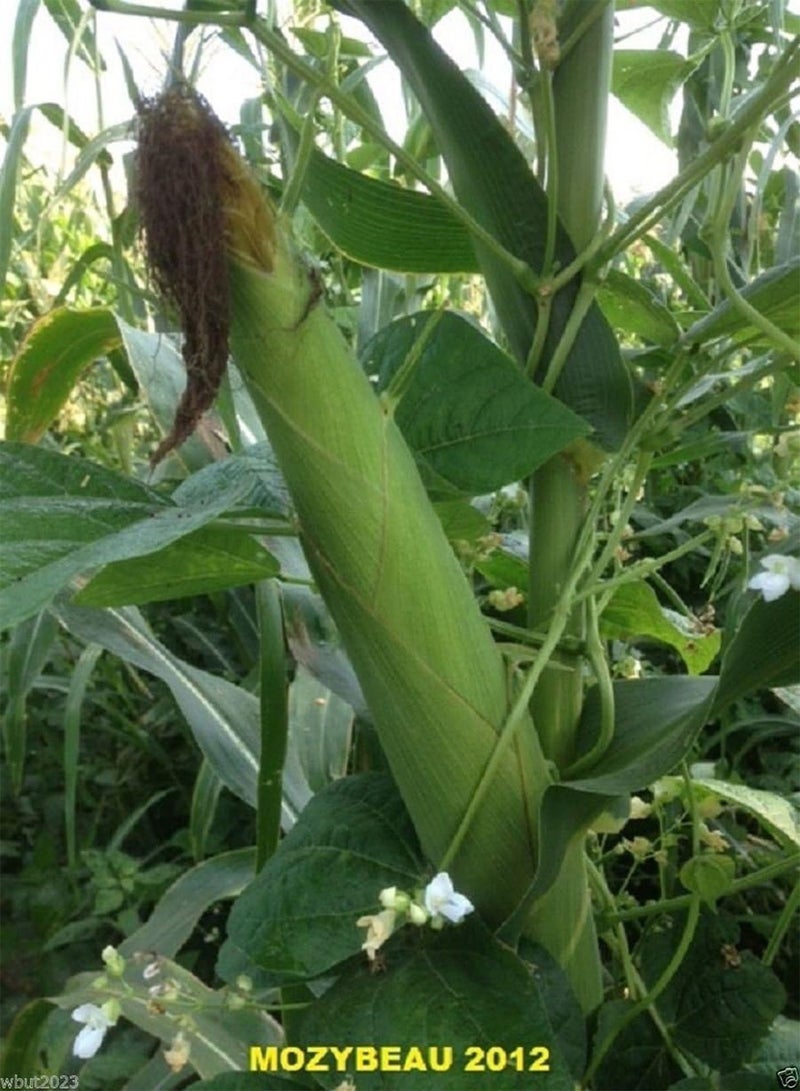 GGOOT Hickory King White Dent Corn - Heirloom- Vegetable Seeds(0.2 Lb Seeds) - Image 2