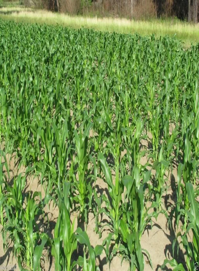 GGOOT Hickory King White Dent Corn - Heirloom- Vegetable Seeds(0.2 Lb Seeds) - Image 4