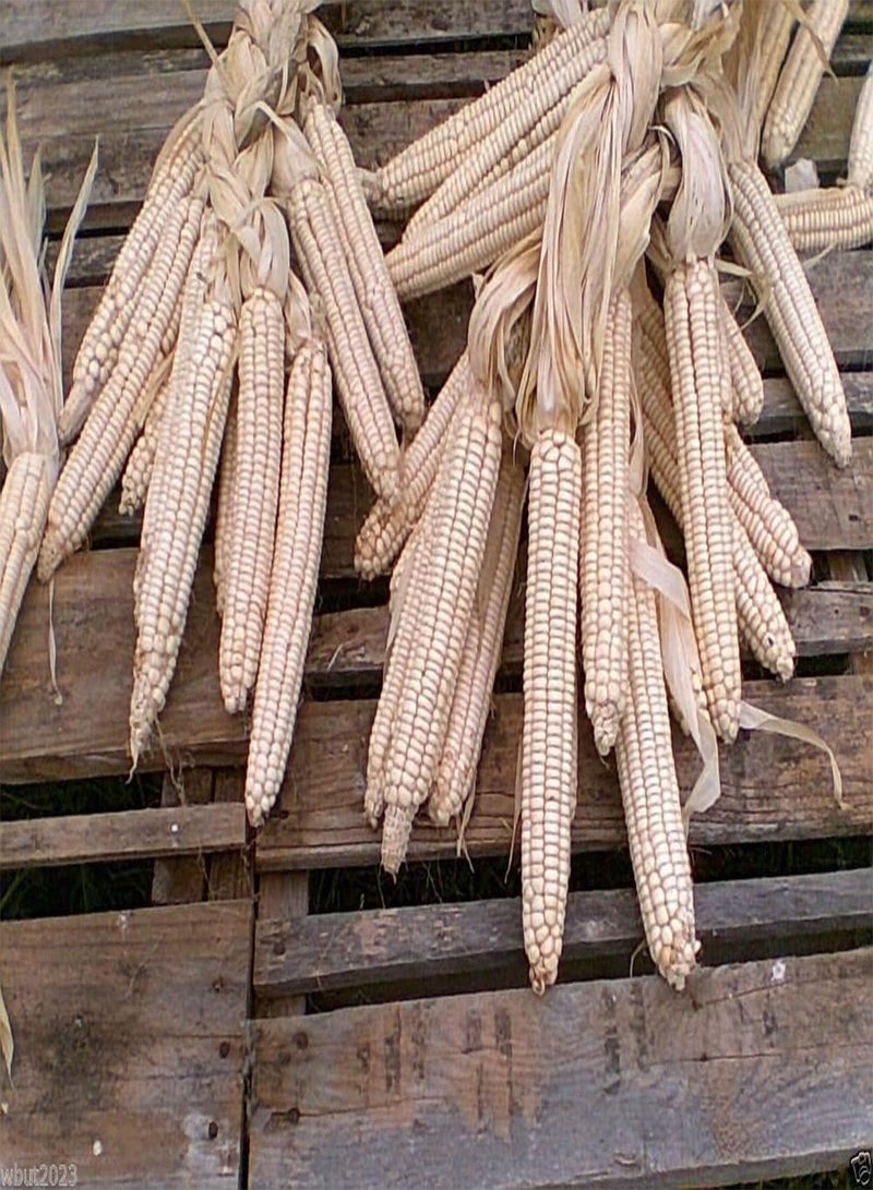 GGOOT Hickory King White Dent Corn - Heirloom- Vegetable Seeds(0.2 Lb Seeds) - Image 5