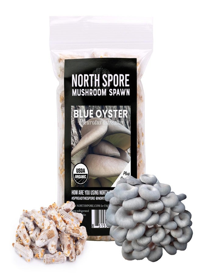 North Spore شتلات فطر المحار الأزرق العضوي من نورث سبور (100 شتلة) للزراعة على جذوع الأشجار | بذور فطر عالية الجودة | صناعة يدوية في ولاية مين، الولايات المتحدة الأمريكية | ازرع فطرًا فاخرًا في الهواء الطلق على جذوع الأشجار | فطر المحار (Pleurotus ostreatus) - Image 1