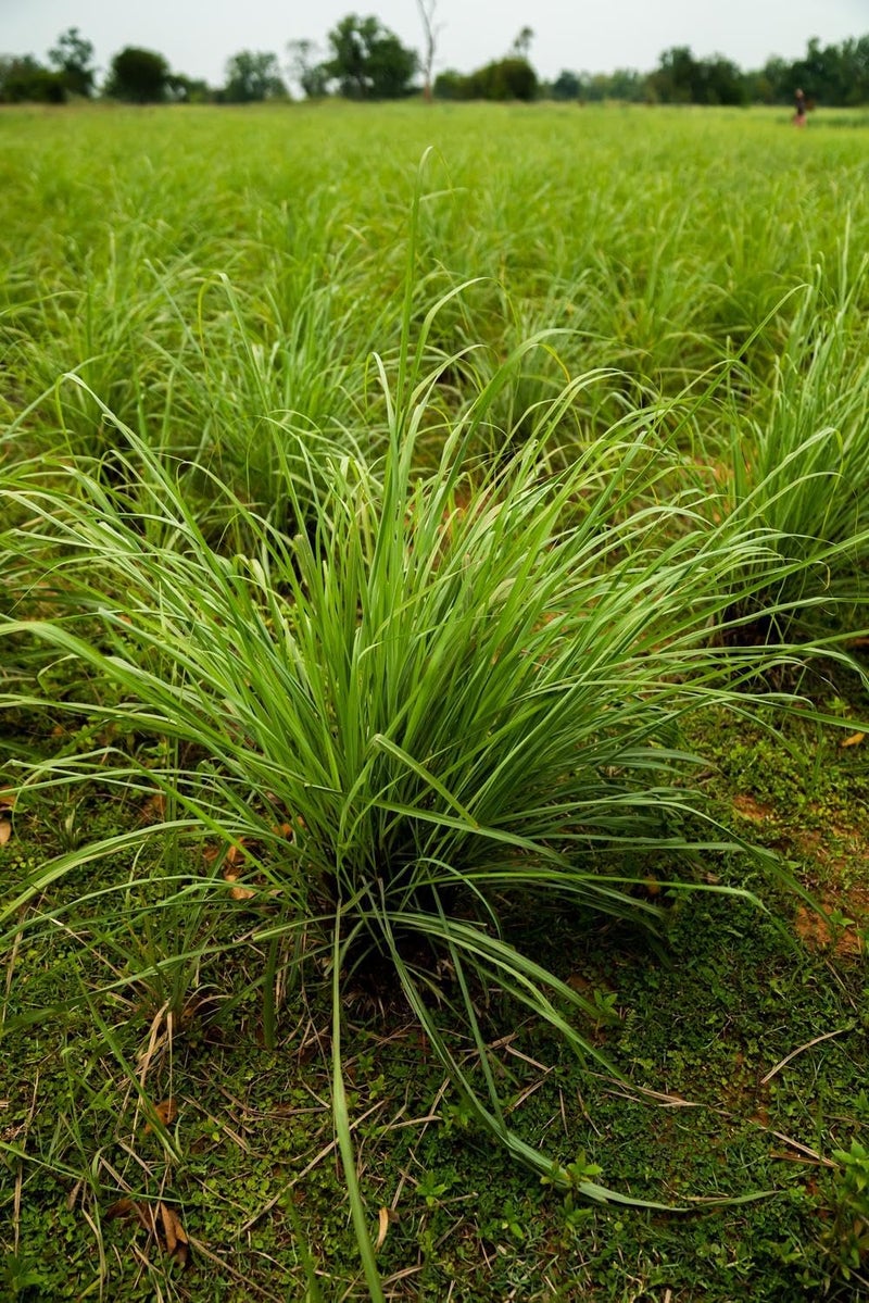 doTERRA Lemongrass Essential Oil 15 mL - Image 4