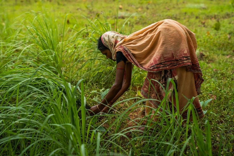 doTERRA Lemongrass Essential Oil 15 mL - Image 5