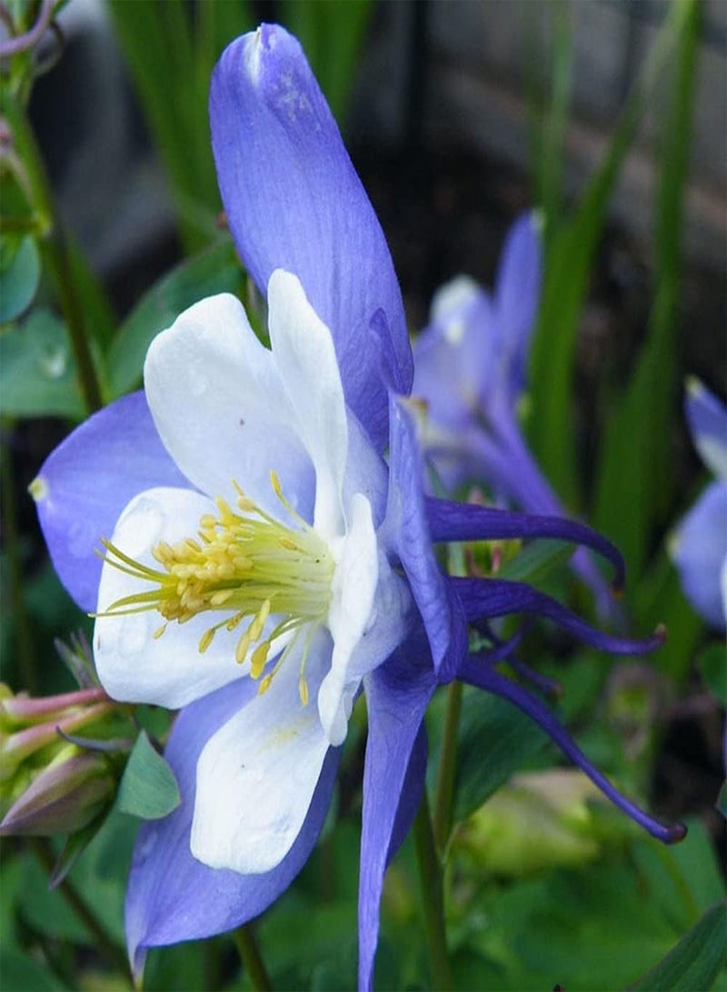 GGOOT 100PCS Columbine/Aquilegia Seeds Lovely Fragrance Adaptable Courtyard Decoration Does Not Require Much Care Convenience Planting - Image 3