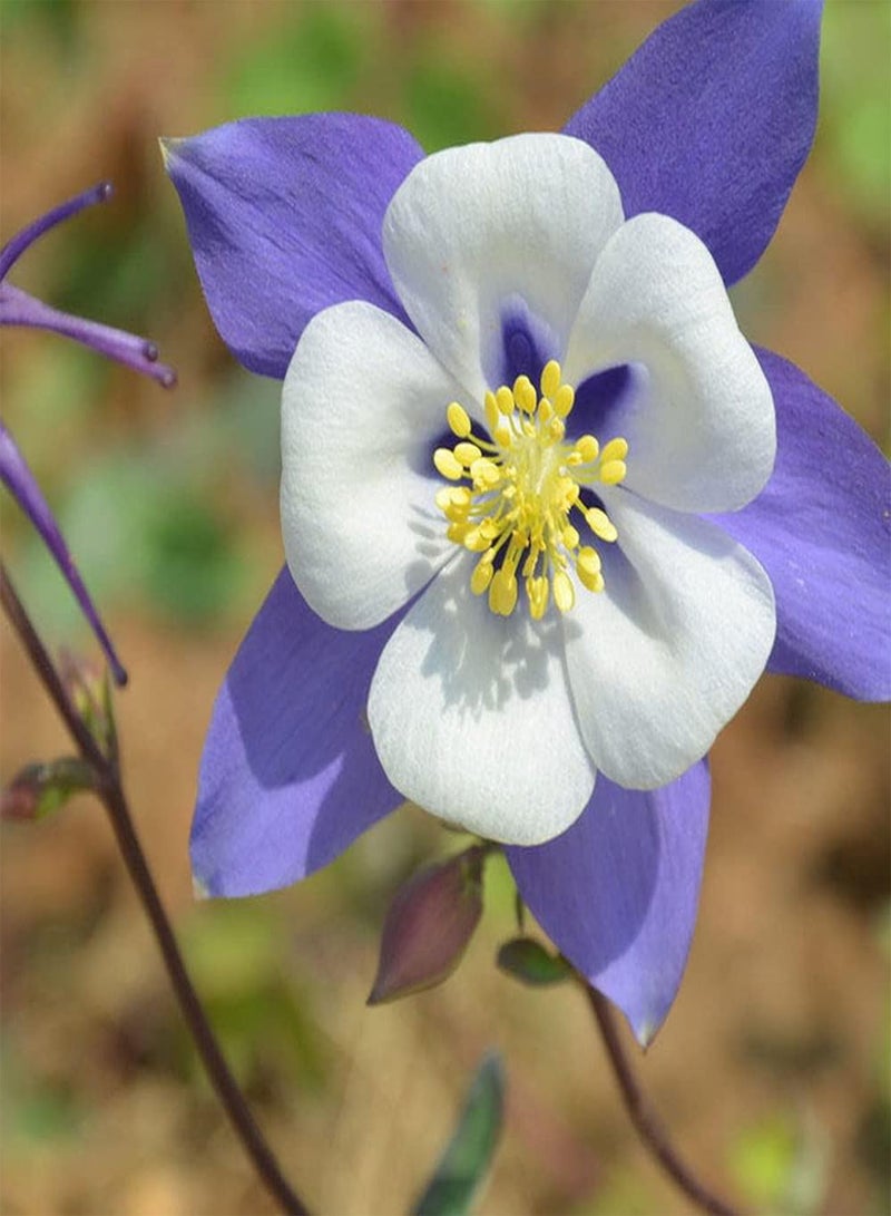 GGOOT 100PCS Columbine/Aquilegia Seeds Lovely Fragrance Adaptable Courtyard Decoration Does Not Require Much Care Convenience Planting - Image 1