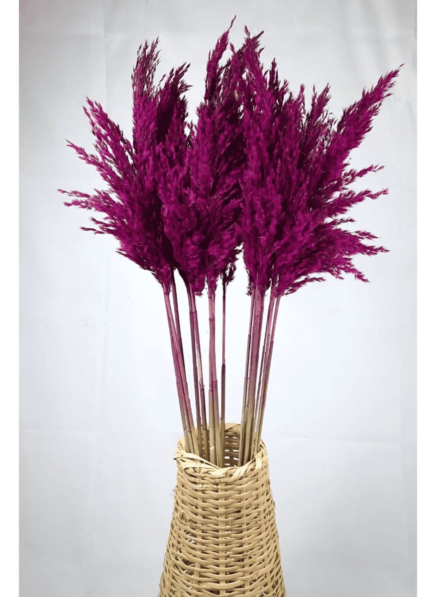 Alyones - Shocked Colored Pampas Bundle Set of 10 - Image 1