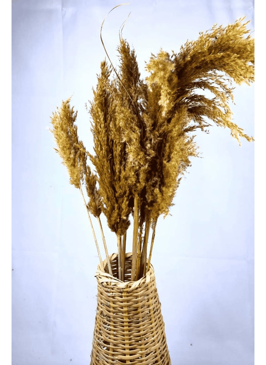 Alyones - Shocked Colored Pampas Bundle Set of 10 - Image 1