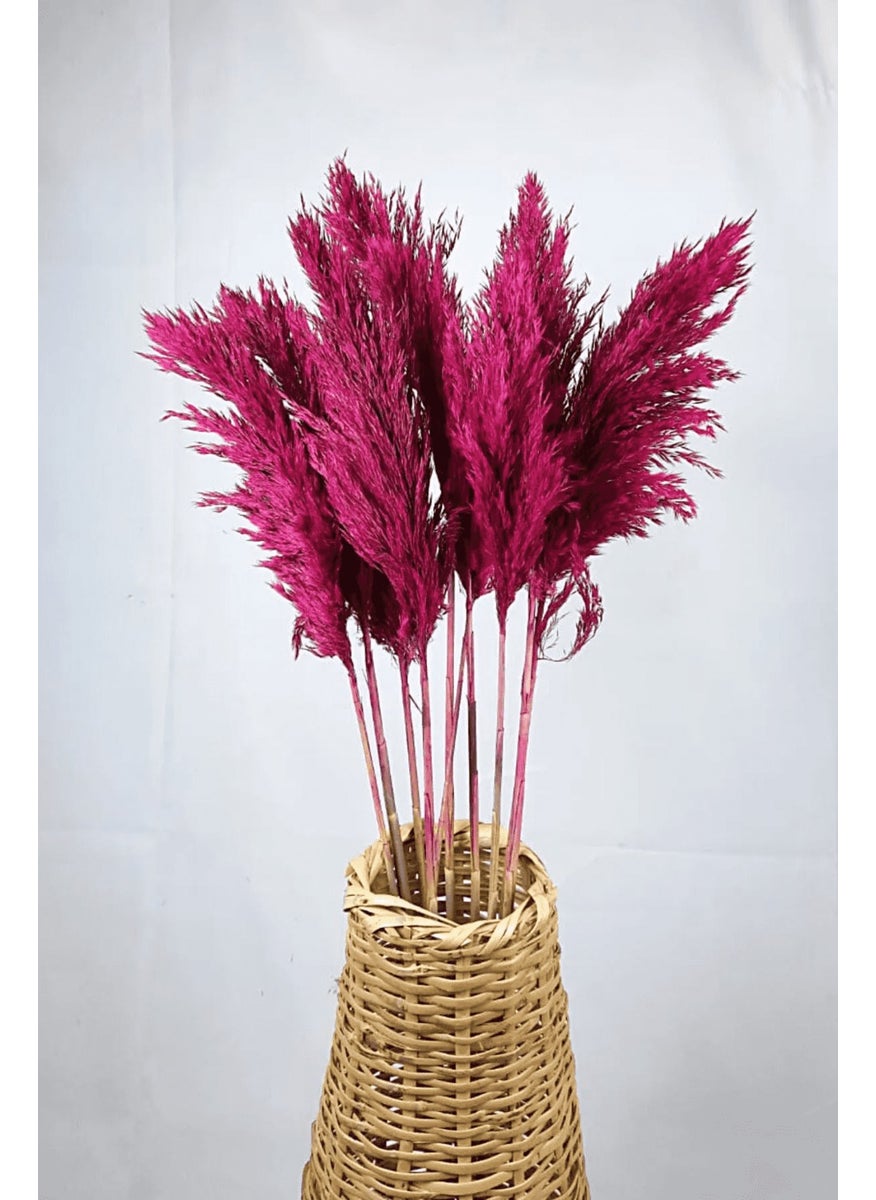 Alyones - Shocked Colored Pampas Bundle Set of 10 - Image 1