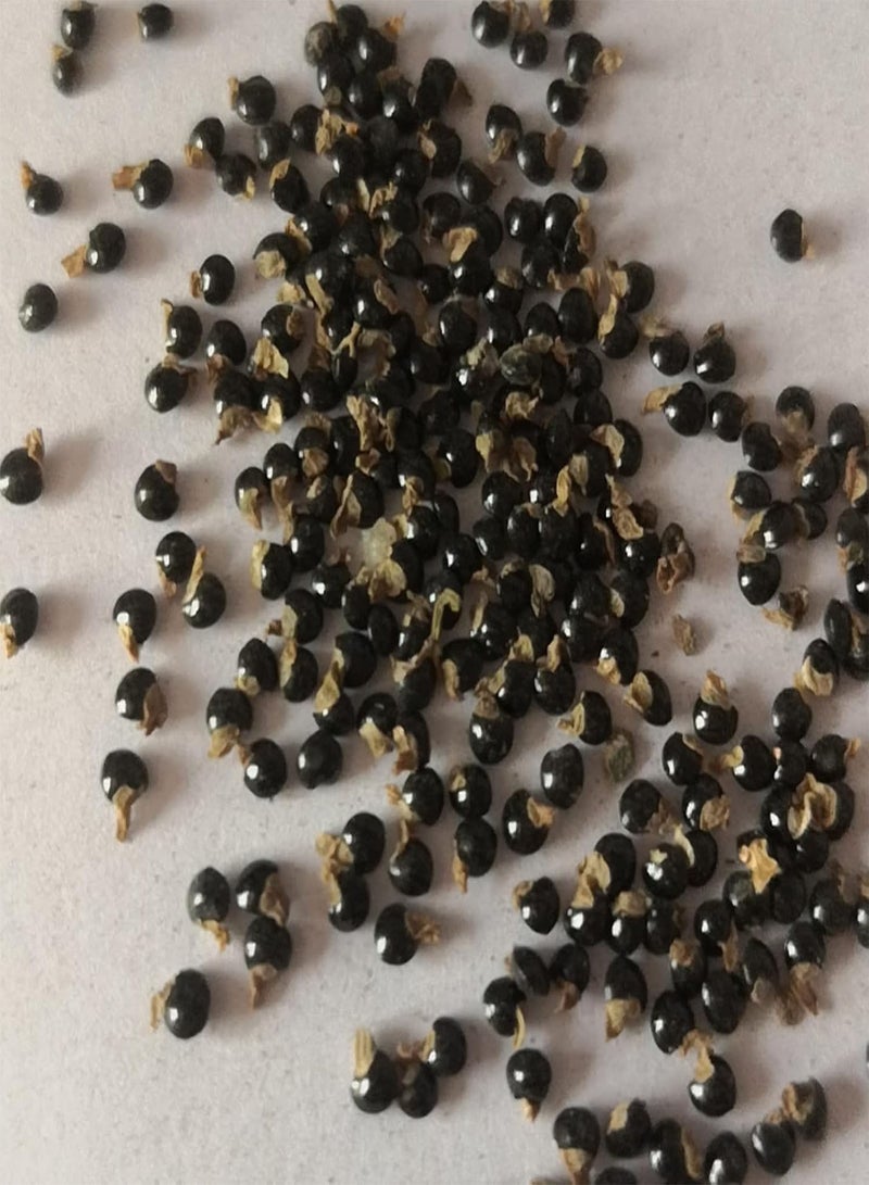 GGOOT 1 Bag Cactus Seeds Productive Small High Yield Prolific Cactus Seeds for Garden Bonsai Seeds for Farm - Image 3