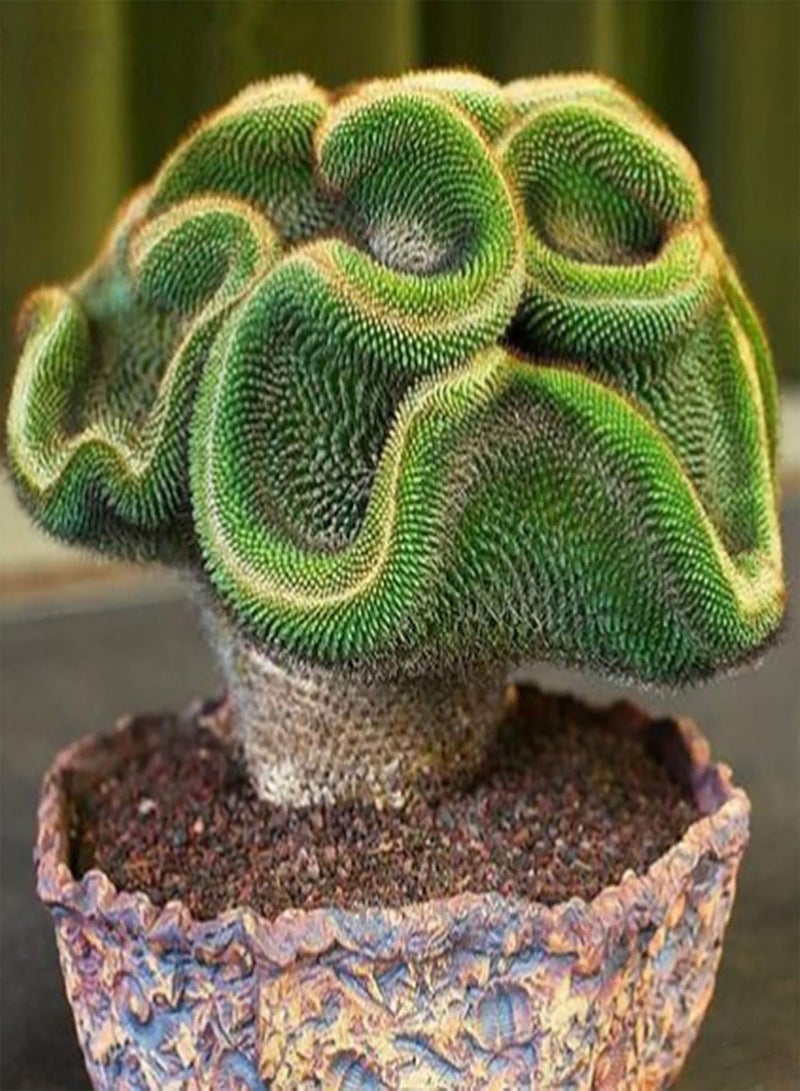 GGOOT 1 Bag Cactus Seeds Productive Small High Yield Prolific Cactus Seeds for Garden Bonsai Seeds for Farm - Image 2