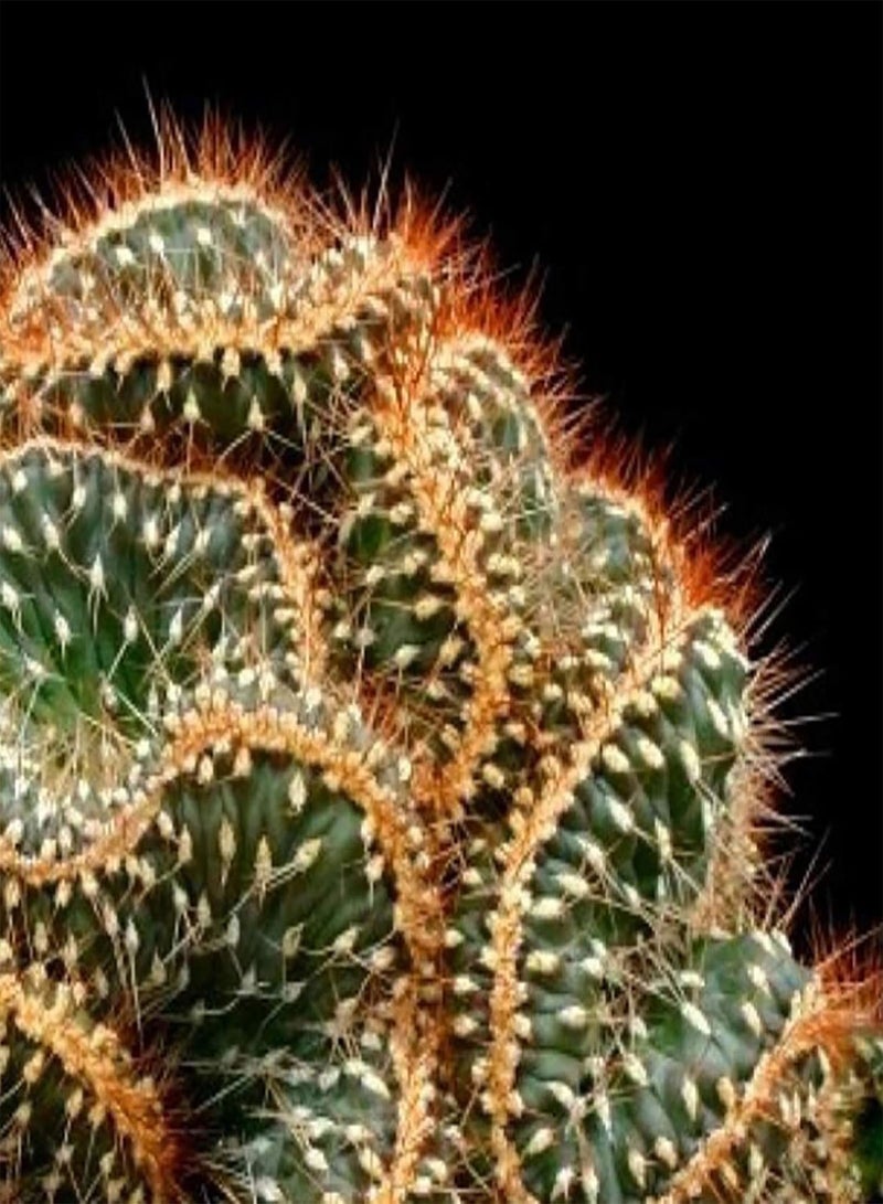 GGOOT 1 Bag Cactus Seeds Productive Small High Yield Prolific Cactus Seeds for Garden Bonsai Seeds for Farm - Image 5