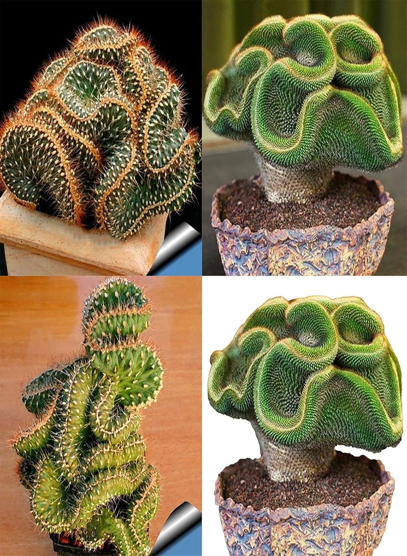 GGOOT 1 Bag Cactus Seeds Productive Small High Yield Prolific Cactus Seeds for Garden Bonsai Seeds for Farm - Image 4