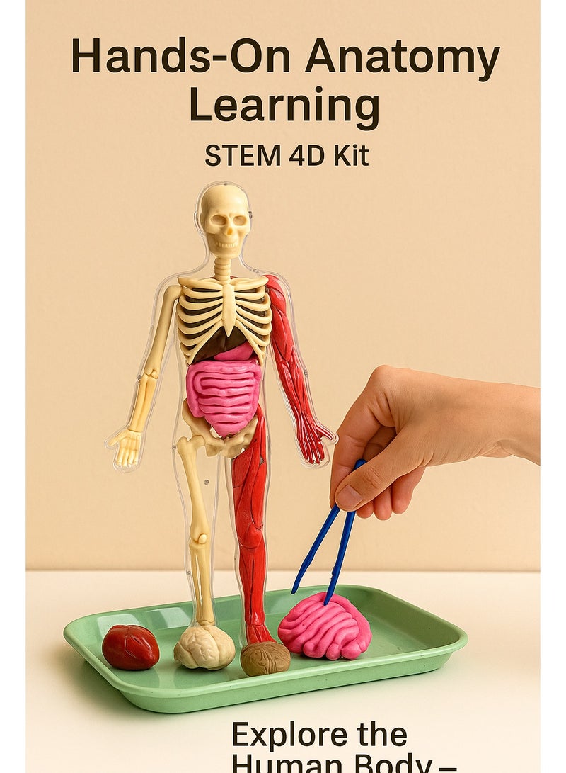 4D Glow-in-the-Dark Human Anatomy Model Kit – Full Skeleton + Soft TPE Organs + Science Tools | Realistic STEM Toys Puzzle for Kids Ages 8 - Image 1