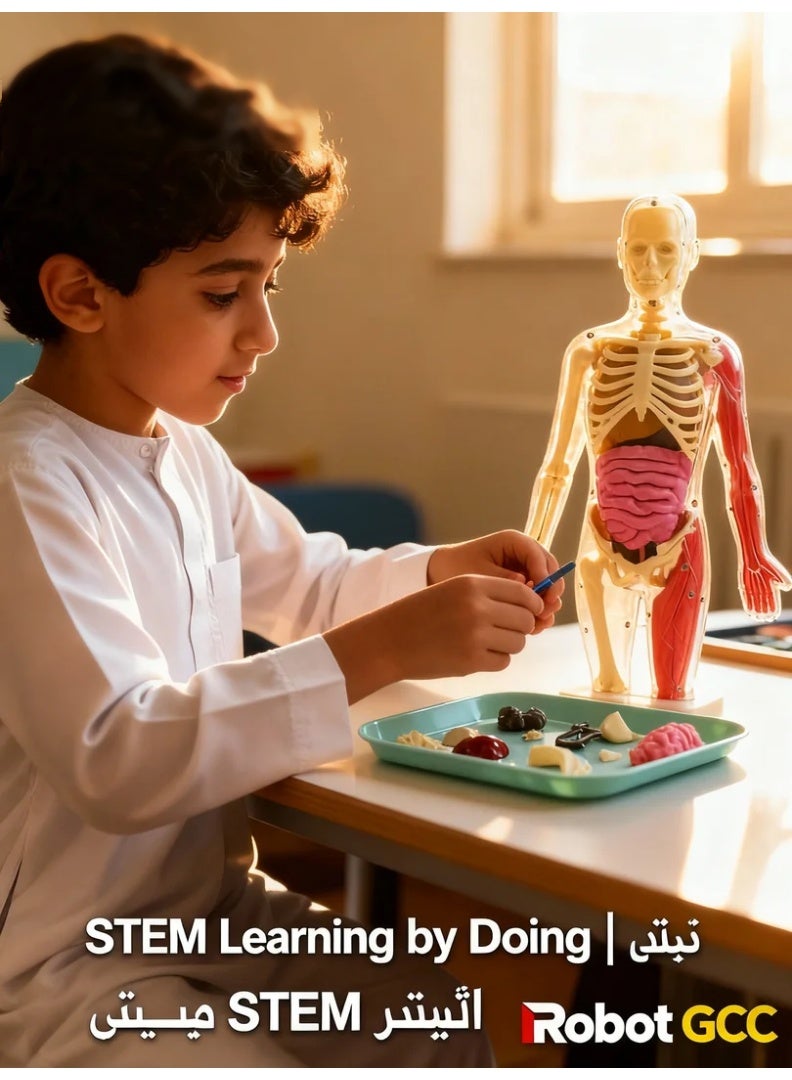 4D Glow-in-the-Dark Human Anatomy Model Kit – Full Skeleton + Soft TPE Organs + Science Tools | Realistic STEM Toys Puzzle for Kids Ages 8 - Image 2