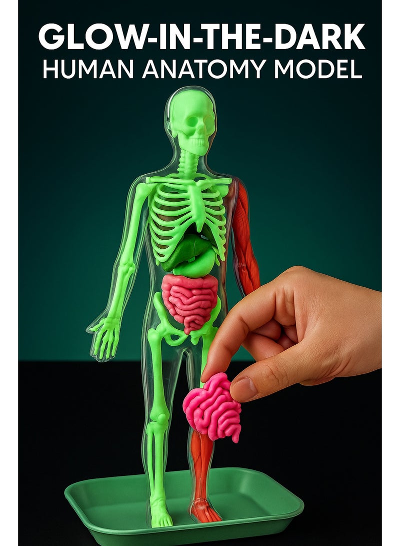 4D Glow-in-the-Dark Human Anatomy Model Kit – Full Skeleton + Soft TPE Organs + Science Tools | Realistic STEM Toys Puzzle for Kids Ages 8 - Image 3