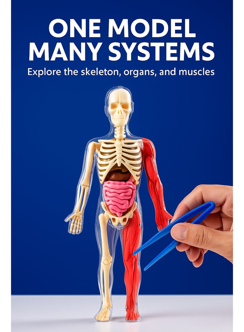 4D Glow-in-the-Dark Human Anatomy Model Kit – Full Skeleton + Soft TPE Organs + Science Tools | Realistic STEM Toys Puzzle for Kids Ages 8 - Image 5