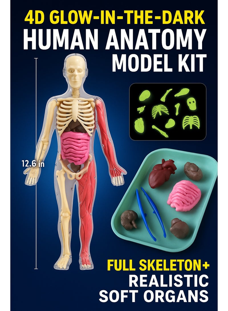 4D Glow-in-the-Dark Human Anatomy Model Kit – Full Skeleton + Soft TPE Organs + Science Tools | Realistic STEM Toys Puzzle for Kids Ages 8 - Image 4