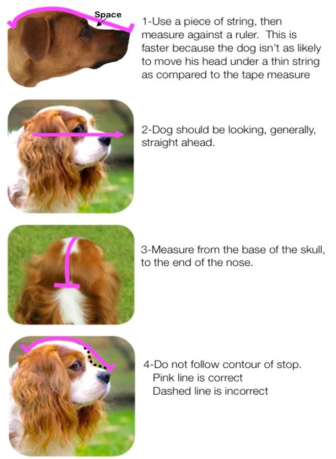 Out Fox Field Guard Size XXS - Vet-Recommended Dog Safety Mask for Foxtails, Grass Seeds, Bugs and Debris | Breathable, Lightweight, Patented Design | Multiple Sizes - Image 4