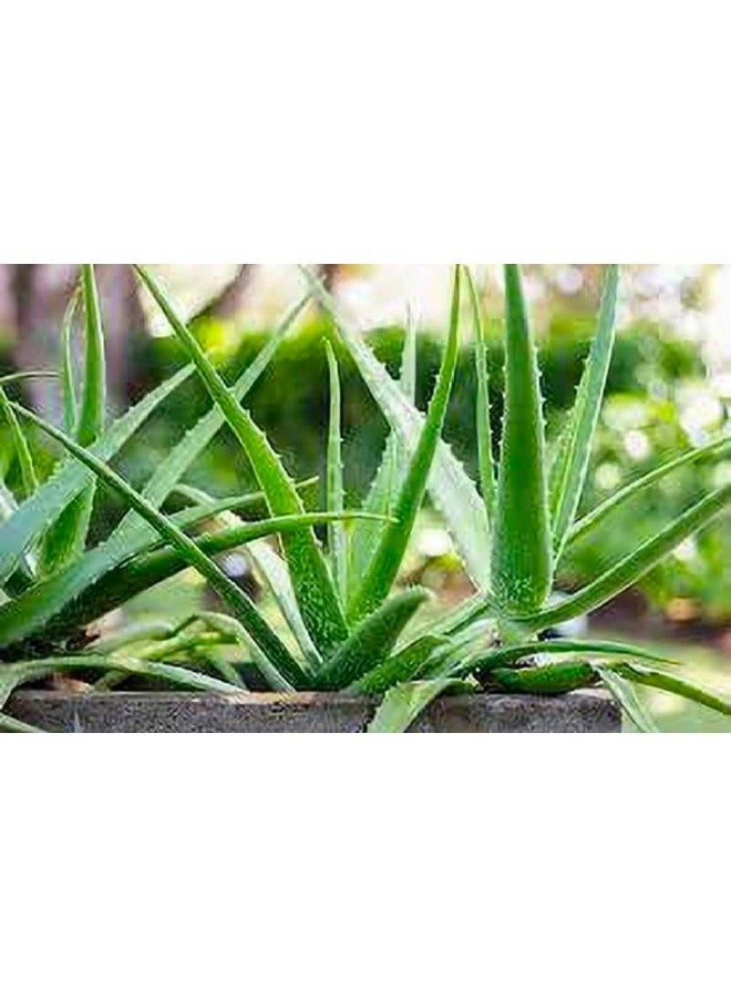 Generic 2 PIC Aloe Vera Plant for Face, Skin & Hair - For Glowing Skin | For Both Men and Women Use (Pack of 2 Pic)  - Image 1