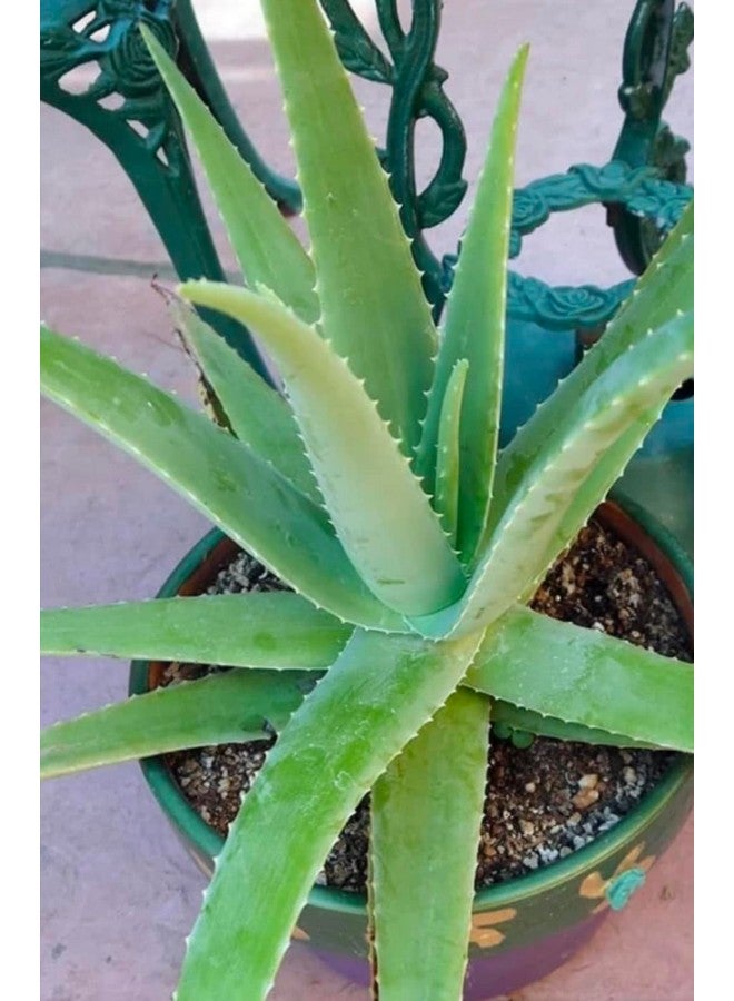 Generic 2 PIC Aloe Vera Plant for Face, Skin & Hair - For Glowing Skin | For Both Men and Women Use (Pack of 2 Pic)  - Image 3