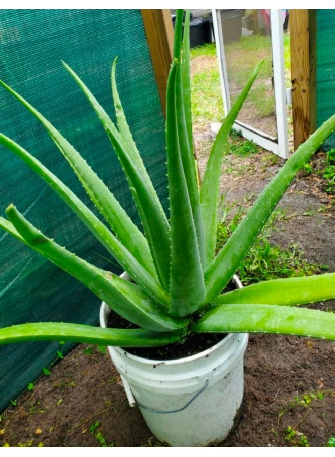 Generic 2 PIC Aloe Vera Plant for Face, Skin & Hair - For Glowing Skin | For Both Men and Women Use (Pack of 2 Pic)  - Image 4