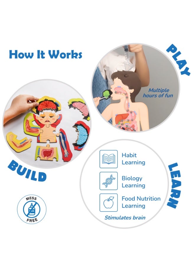 Smartivity Digestive System Working Model | Food Body & Nutrition STEM Toy for Kids 6-12 Years | DIY Human Body Science Kit with Food Cards & Diet Tracker | Educational Birthday Gift for Boys & Girls - Image 3