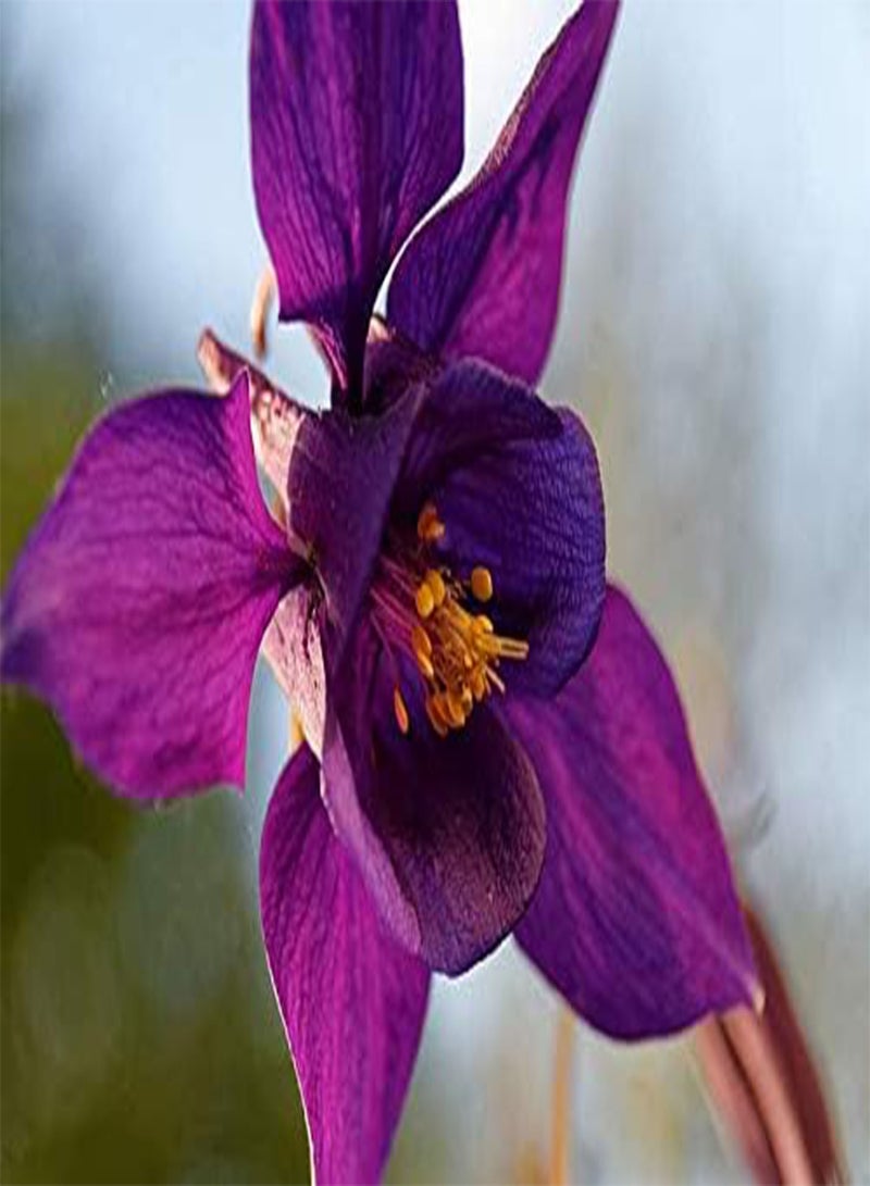 GGOOT 25pcs Dark Purple Columbine Flower Seeds - Image 3