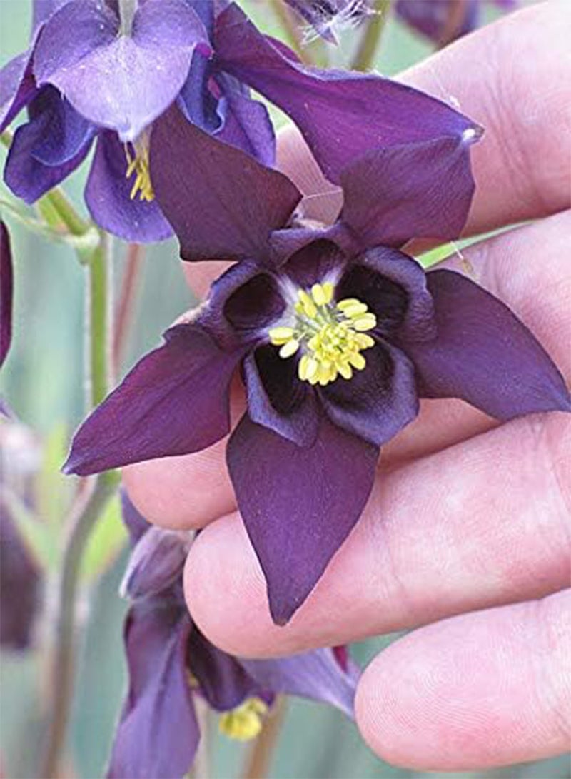 GGOOT 25pcs Dark Purple Columbine Flower Seeds - Image 1