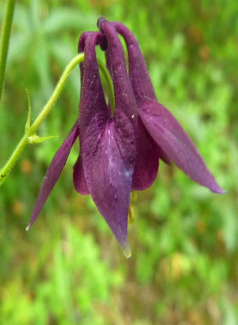 GGOOT 25pcs Dark Purple Columbine Flower Seeds - Image 2