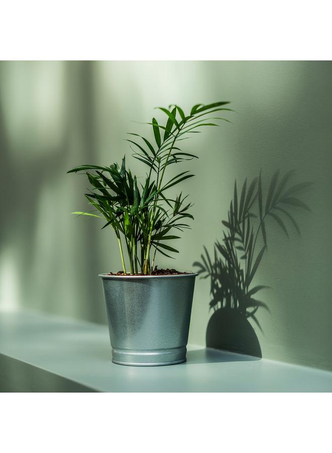 Green Tiger Plant pot, galvanised, 9 cm - Image 4