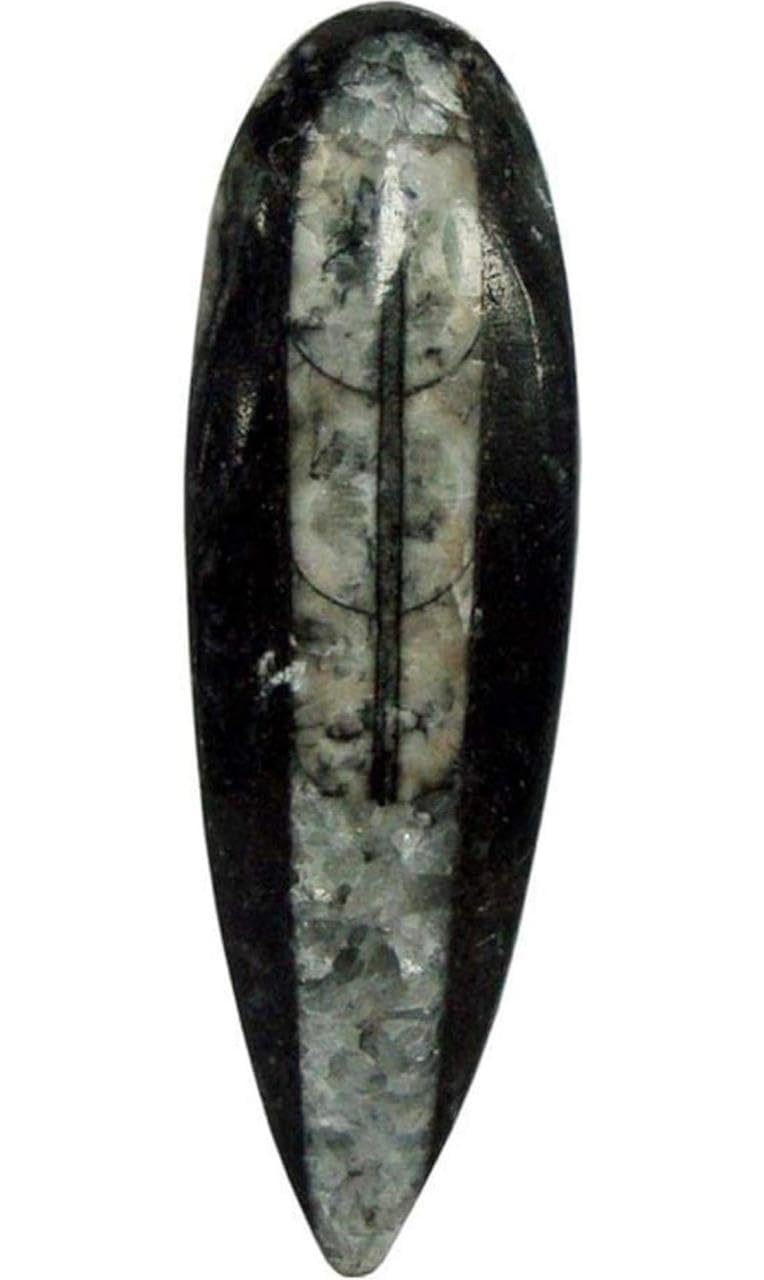 7VENS Original Kuber Stone for wealthProsperityuncounted wealth abundence Fossil Orthoceras Kuber Finance Stone for Wealth Prosperity Success Reduces Stress - Image 1