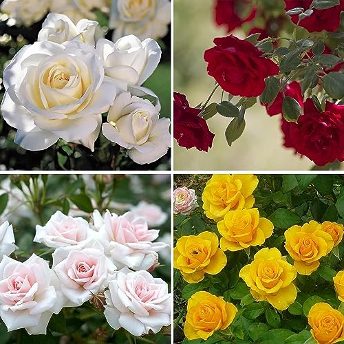 Earth Hopper 50+ Seeds- Mixed Rose Seeds For Planting Non-Gmo Flower Seeds For Home Garden - Image 1