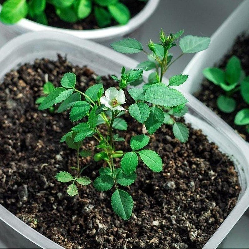 Earth Hopper 50+ Seeds- Mixed Rose Seeds For Planting Non-Gmo Flower Seeds For Home Garden - Image 3