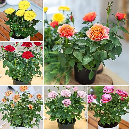 Earth Hopper 50+ Seeds- Mixed Rose Seeds For Planting Non-Gmo Flower Seeds For Home Garden - Image 2
