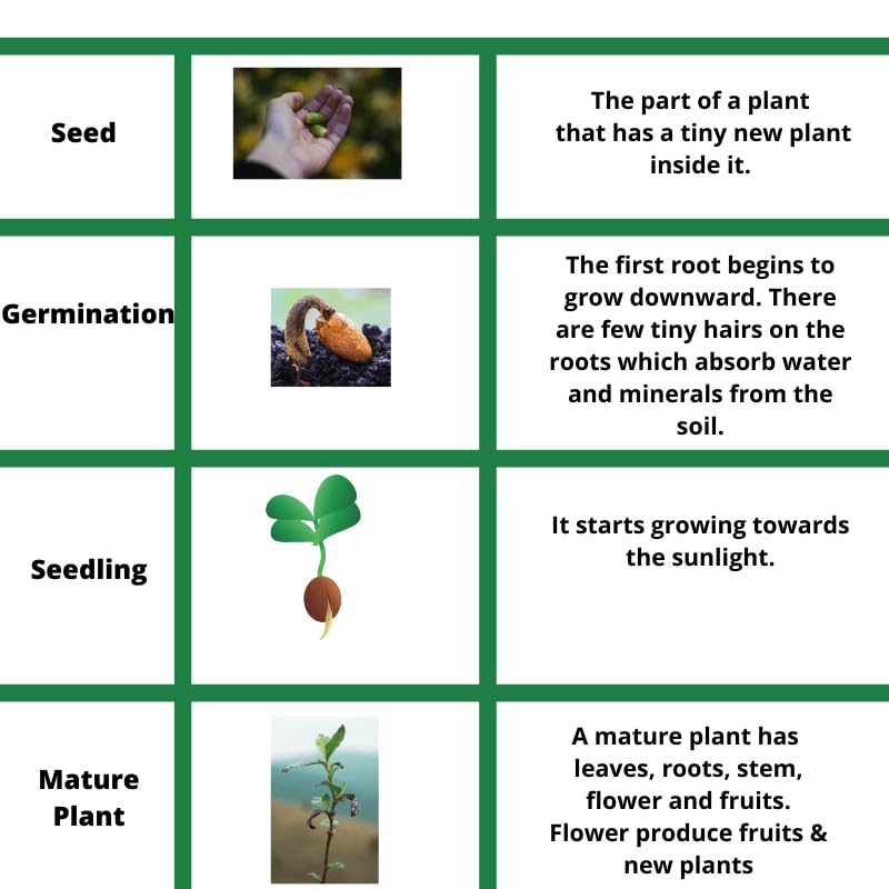 Earth Hopper 50+ Seeds- Mixed Rose Seeds For Planting Non-Gmo Flower Seeds For Home Garden - Image 5