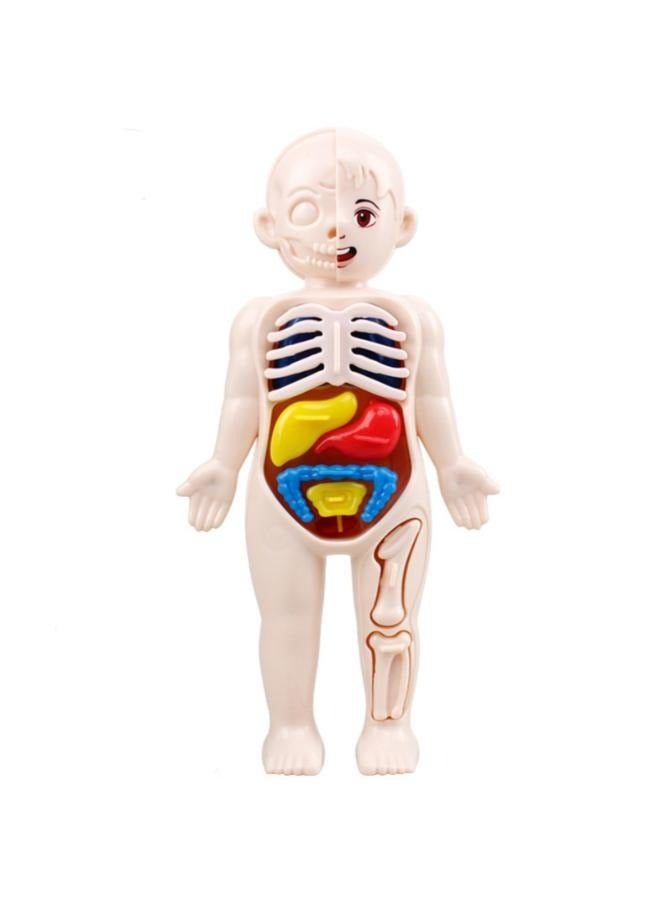 DIY Assembled Steam Medical Children's Early Education Aids Primary School Students Science and Education Toys - Image 1