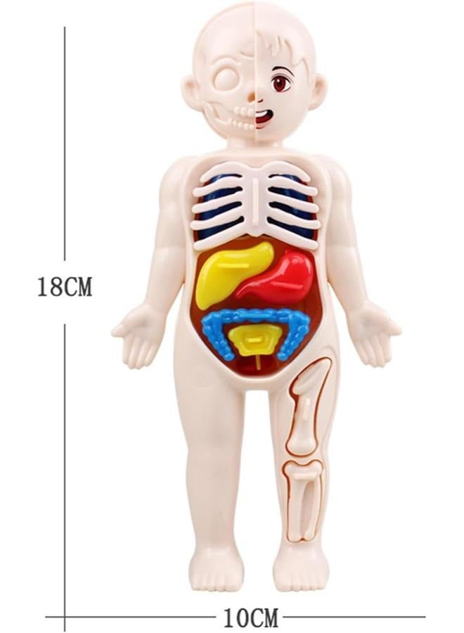 DIY Assembled Steam Medical Children's Early Education Aids Primary School Students Science and Education Toys - Image 2