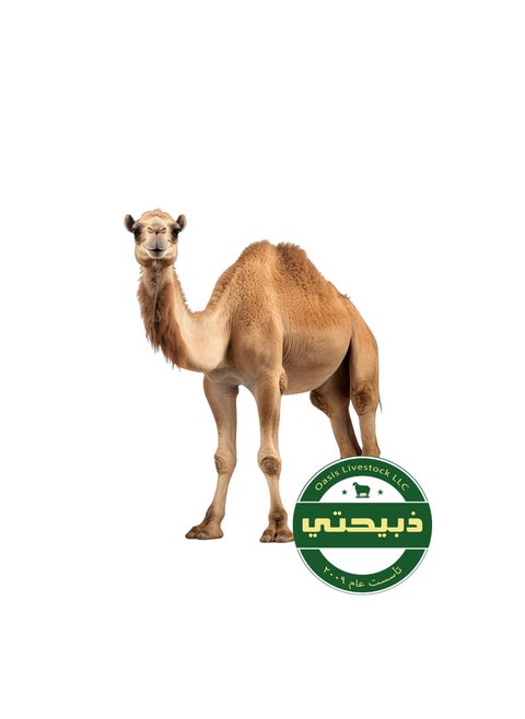 Delivered on Eid Day 4 - Camel - Local 120-150kg (5 Years)