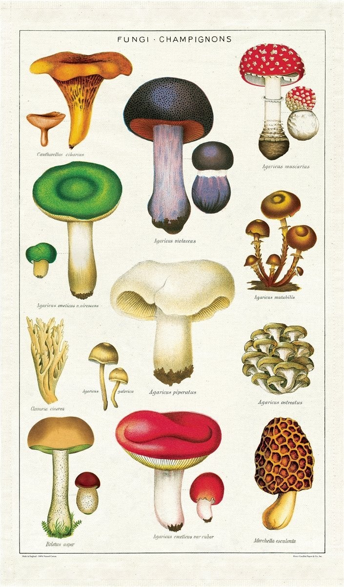 CAVANILLI & CO. Cavallini Papers TT/MUSH Mushroom Vintage Mushrooms Cotton Tea Towel - Image 1