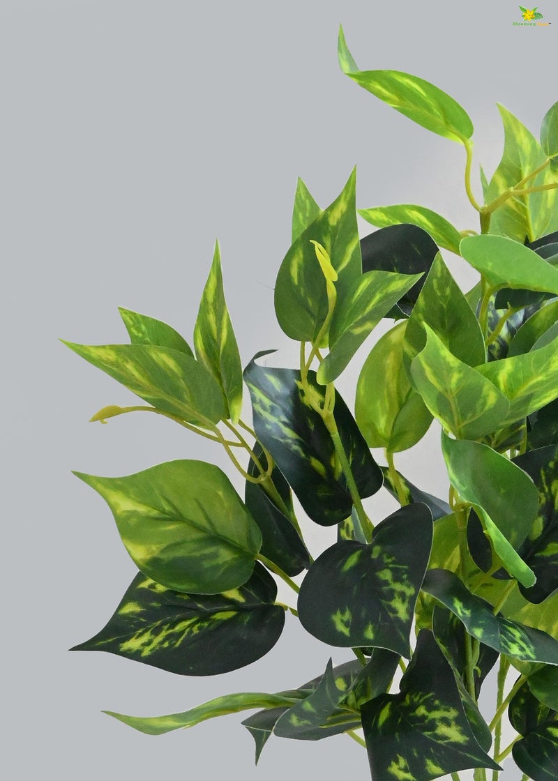 Blooming Floret Artificial Golden Pothos 48.3 cm Short for Interior Decor/Home Decor/Office Decor/Gifting | with Basic Black Pot | Ornamental Plant | Natural Looking | Durable - Image 2