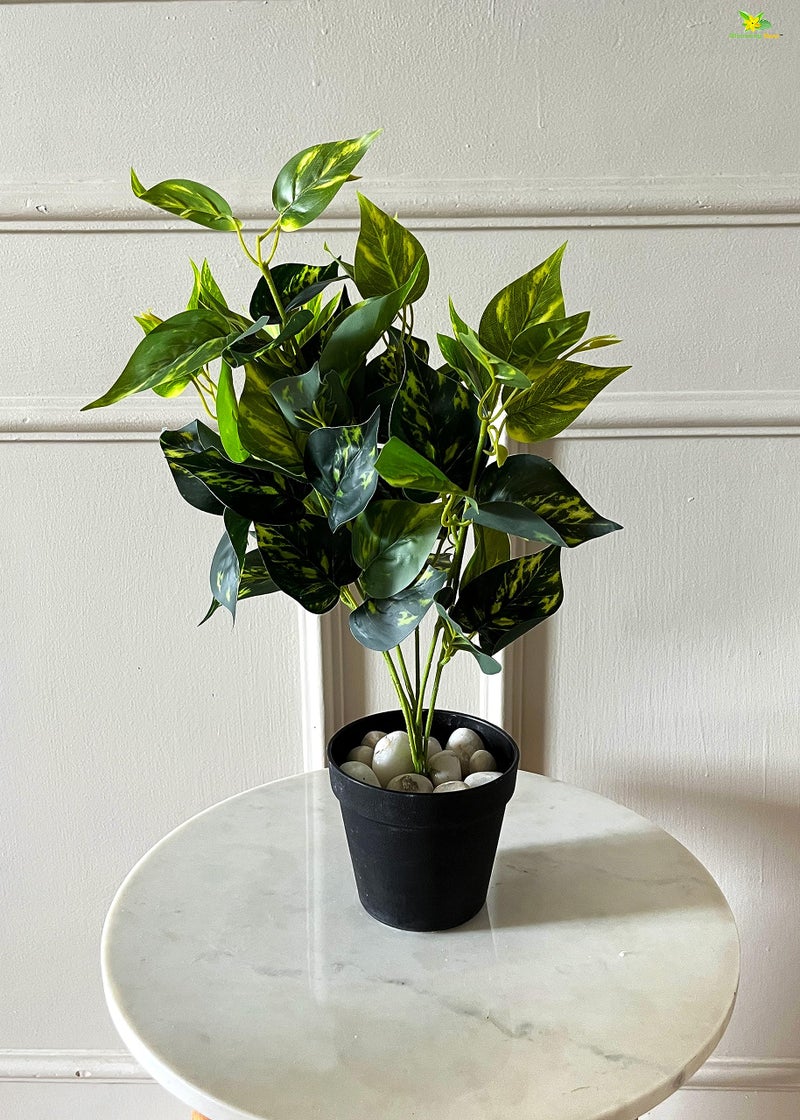 Blooming Floret Artificial Golden Pothos 48.3 cm Short for Interior Decor/Home Decor/Office Decor/Gifting | with Basic Black Pot | Ornamental Plant | Natural Looking | Durable - Image 5