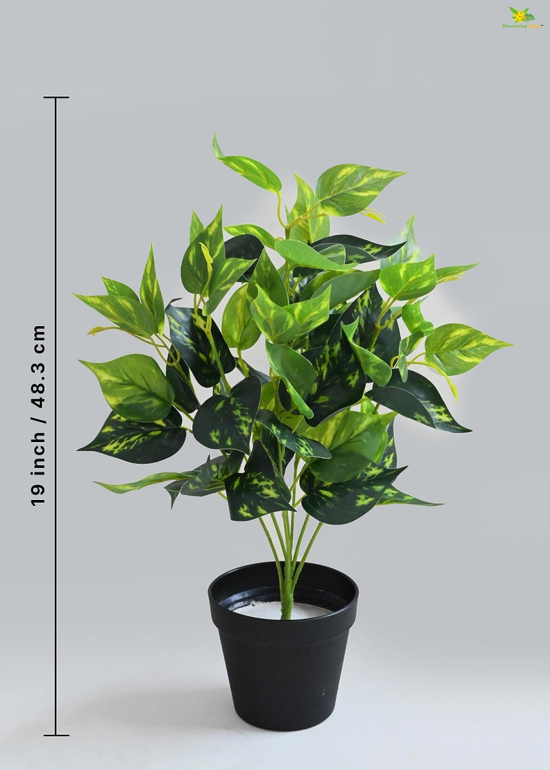 Blooming Floret Artificial Golden Pothos 48.3 cm Short for Interior Decor/Home Decor/Office Decor/Gifting | with Basic Black Pot | Ornamental Plant | Natural Looking | Durable - Image 3