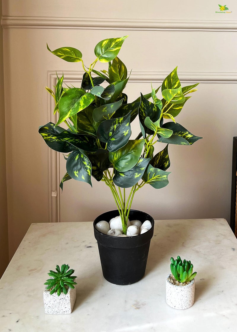 Blooming Floret Artificial Golden Pothos 48.3 cm Short for Interior Decor/Home Decor/Office Decor/Gifting | with Basic Black Pot | Ornamental Plant | Natural Looking | Durable - Image 4