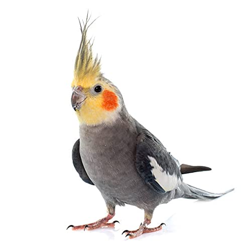 Parrots Wizard, Small Size Sunflower Pack and Safflower Seeds Combo Pack (Each 900 Grams) - Image 4